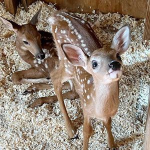 two fawns in pen, one looking up at camera