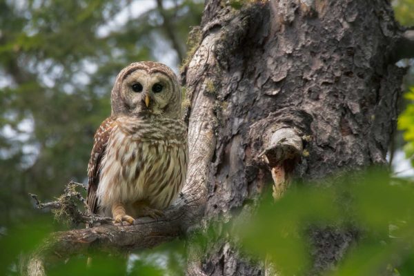 Barred owl