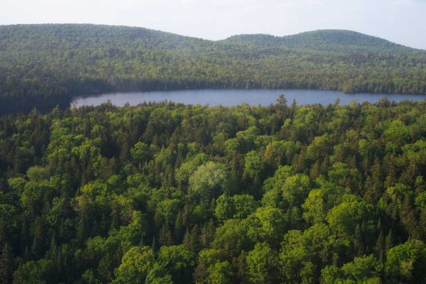 The giant elm and Big Reed Pond from the air