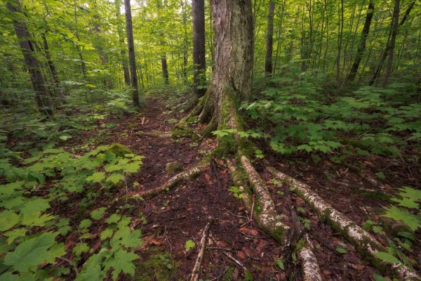 Roots of a large tree criss cross the trail