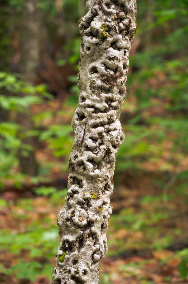 An American beech with beech bark disease