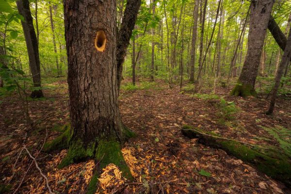 A pileated woodpecker hole and wood chips