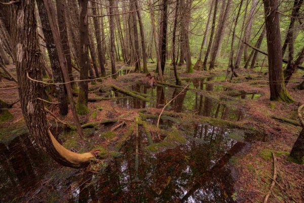 Fallen logs create pathways through the cedar swamp
