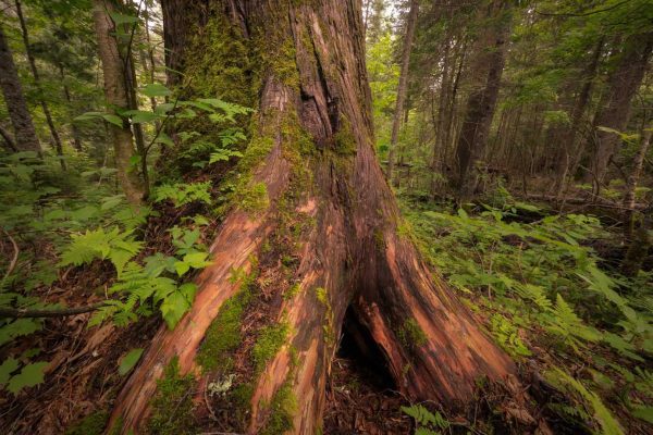 A large cedar sits at the edge of the cedar swamp