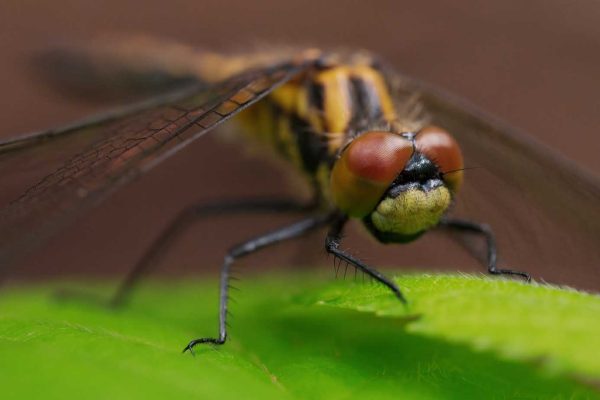 Immature female belted whiteface dragonfly