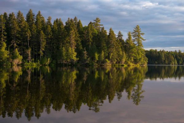 Old growth forest bathed in afternoon light on the shore of Big Reed Pond