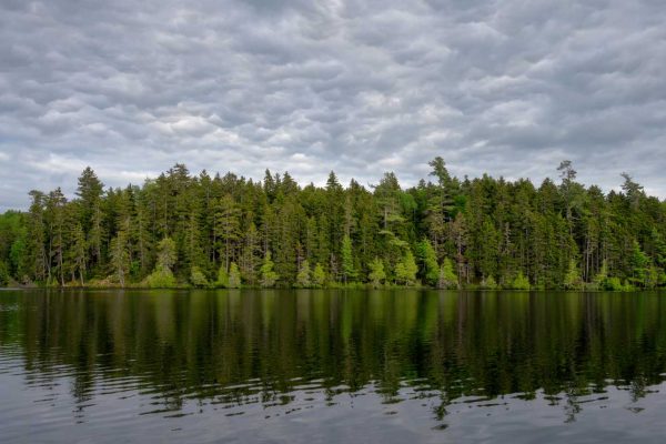 Moody clouds over old growth forest at Big Reed Pond