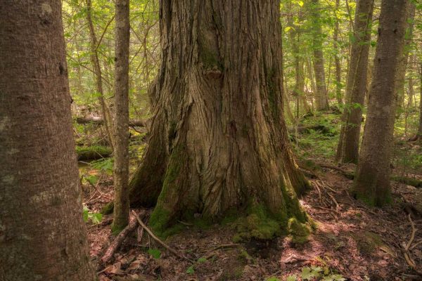 The giant elm