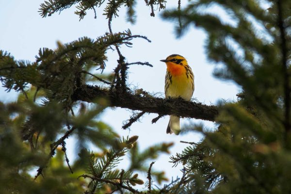 Blackburnian Warbler