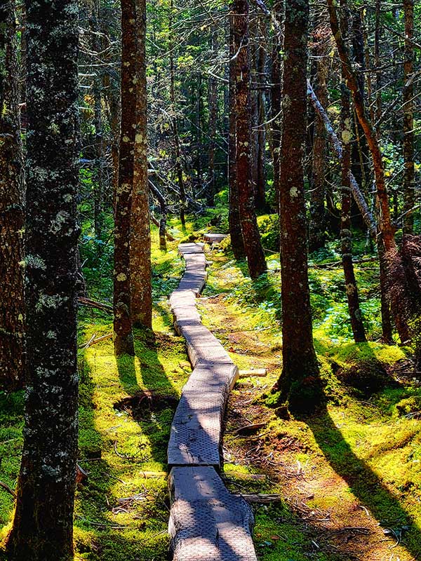 trail through forest with bright sunlight