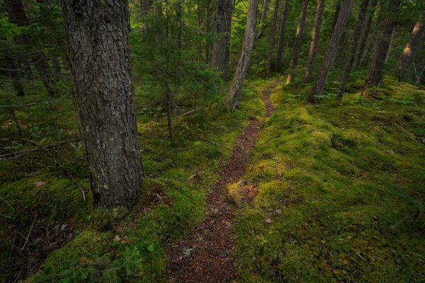 Mossy forest at Bradford Camps