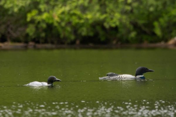 Common Loons (Gavia immer) on Big Reed Pond