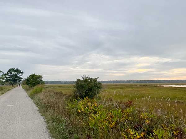 view of trail through marsh