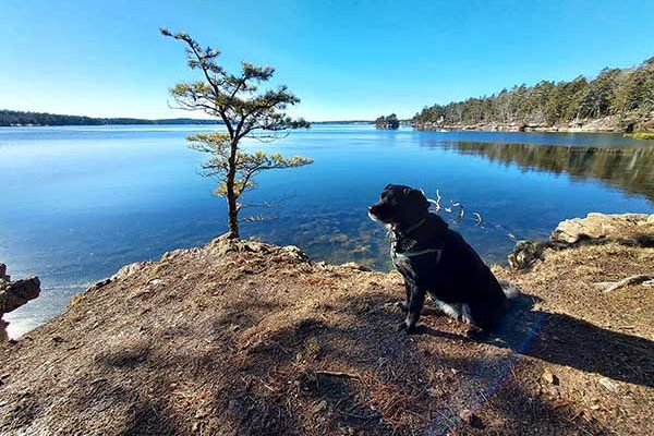 dog sitting on shore next to blue water