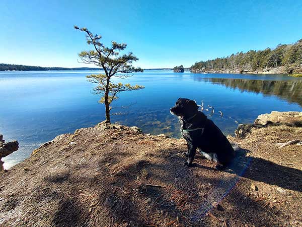 dog sitting on shore next to blue water