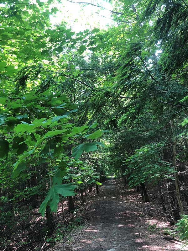 Tree-covered trail