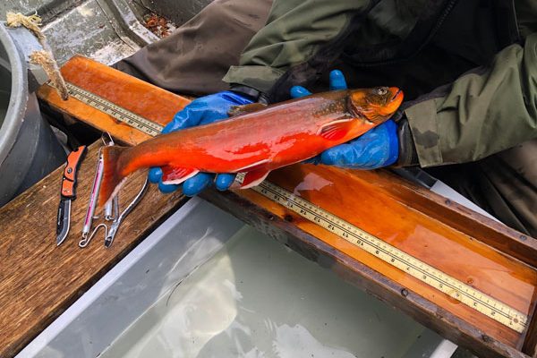 A blueback trout in breeding season (Image courtesy of Igor Sikorsky)