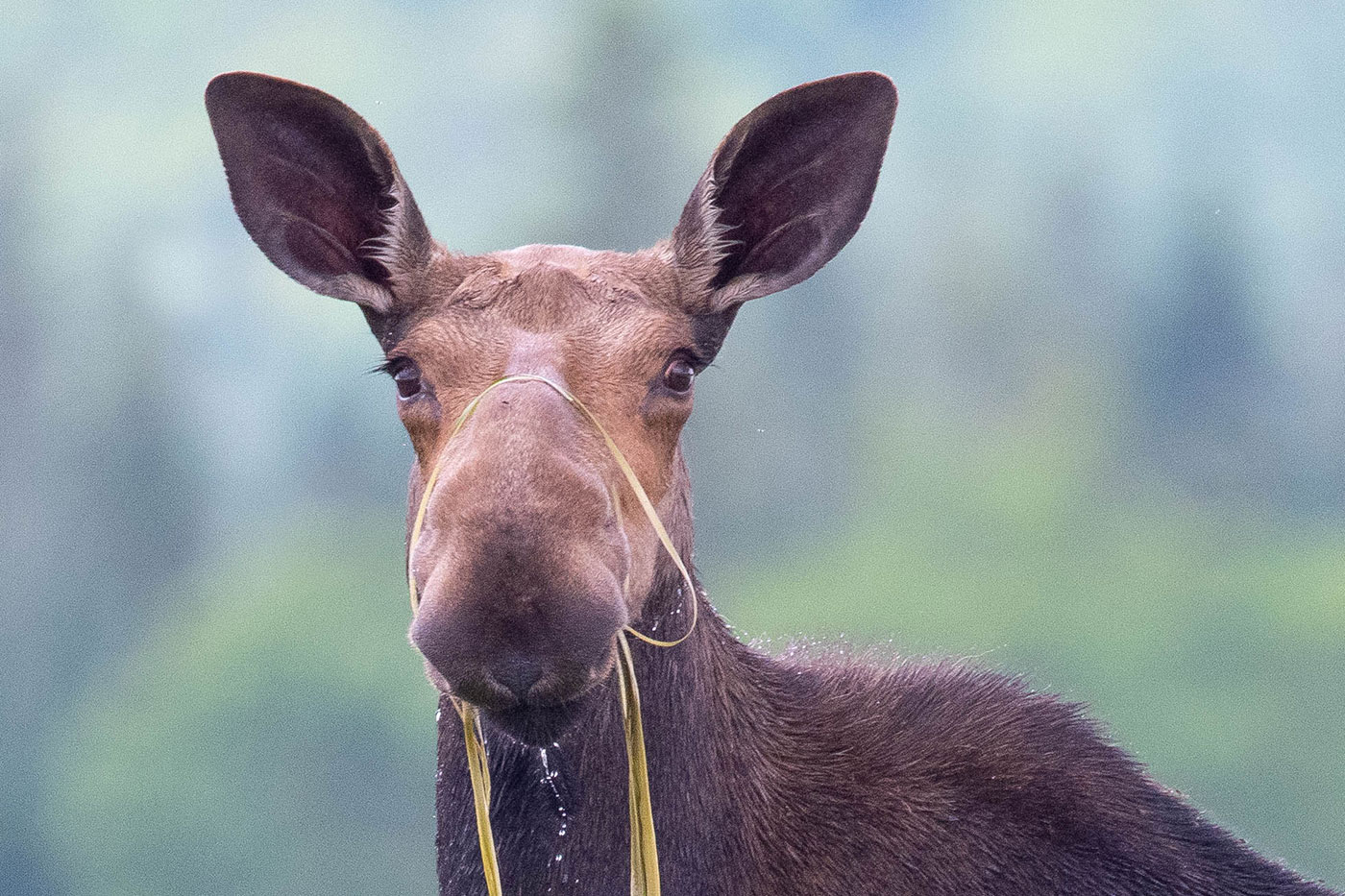 moose with grasses draped over nose and in mouth