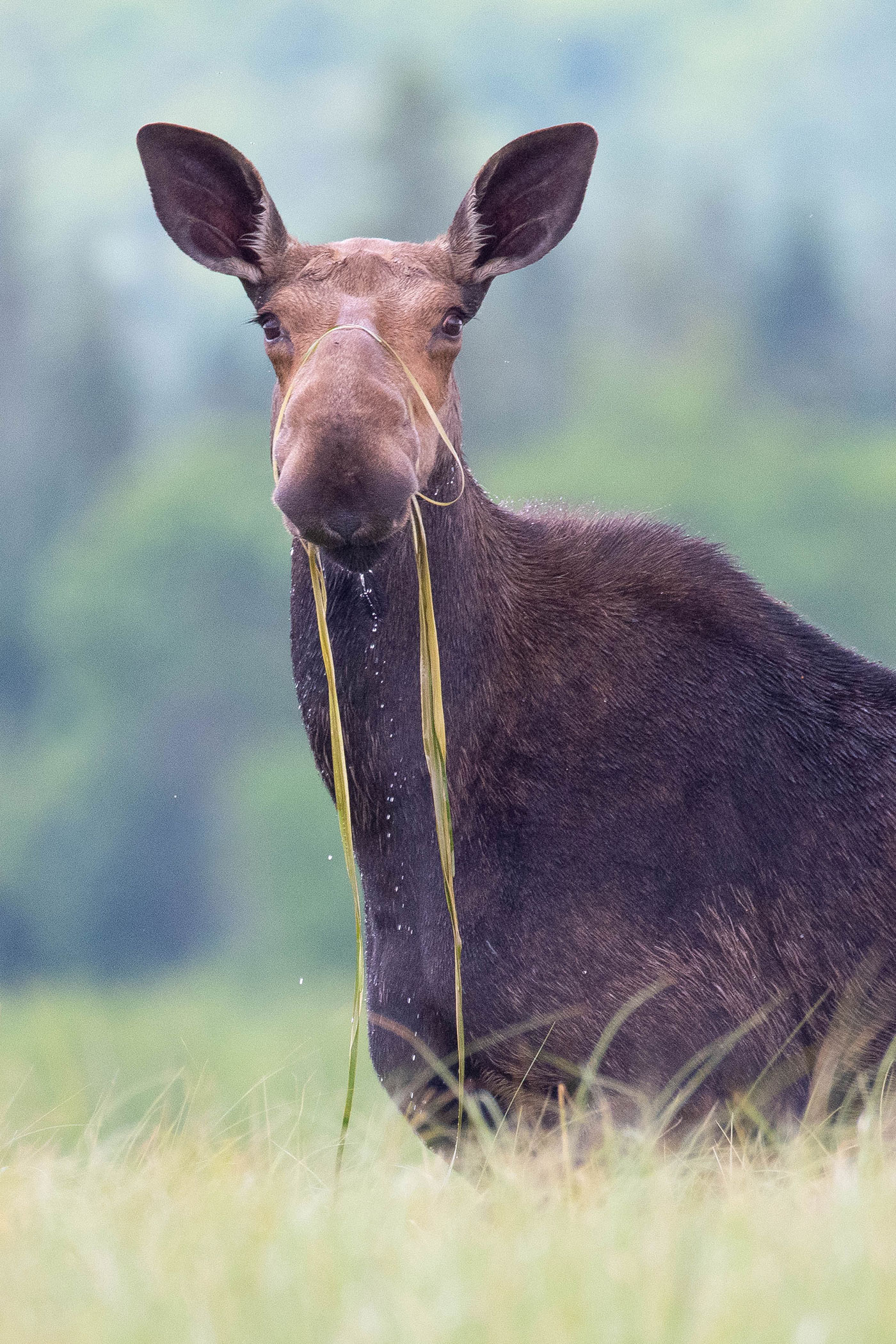 moose with grasses draped over nose and out of mouth