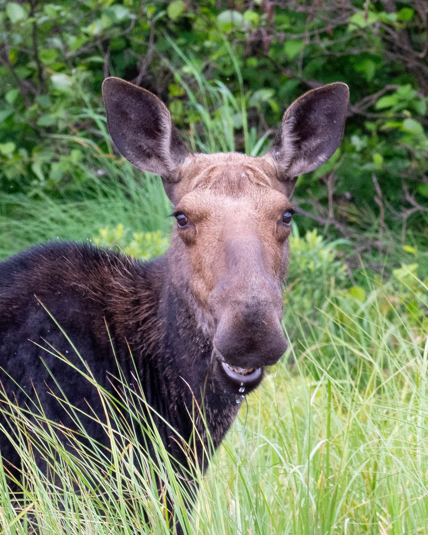 cow moose staring into camera