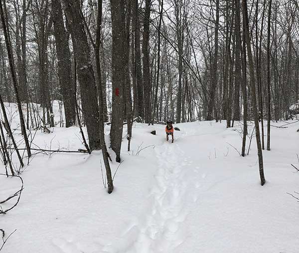 dog walking on snow amongst trees