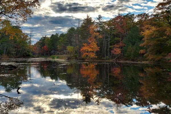 Pond surrounded by trees with fall foliage
