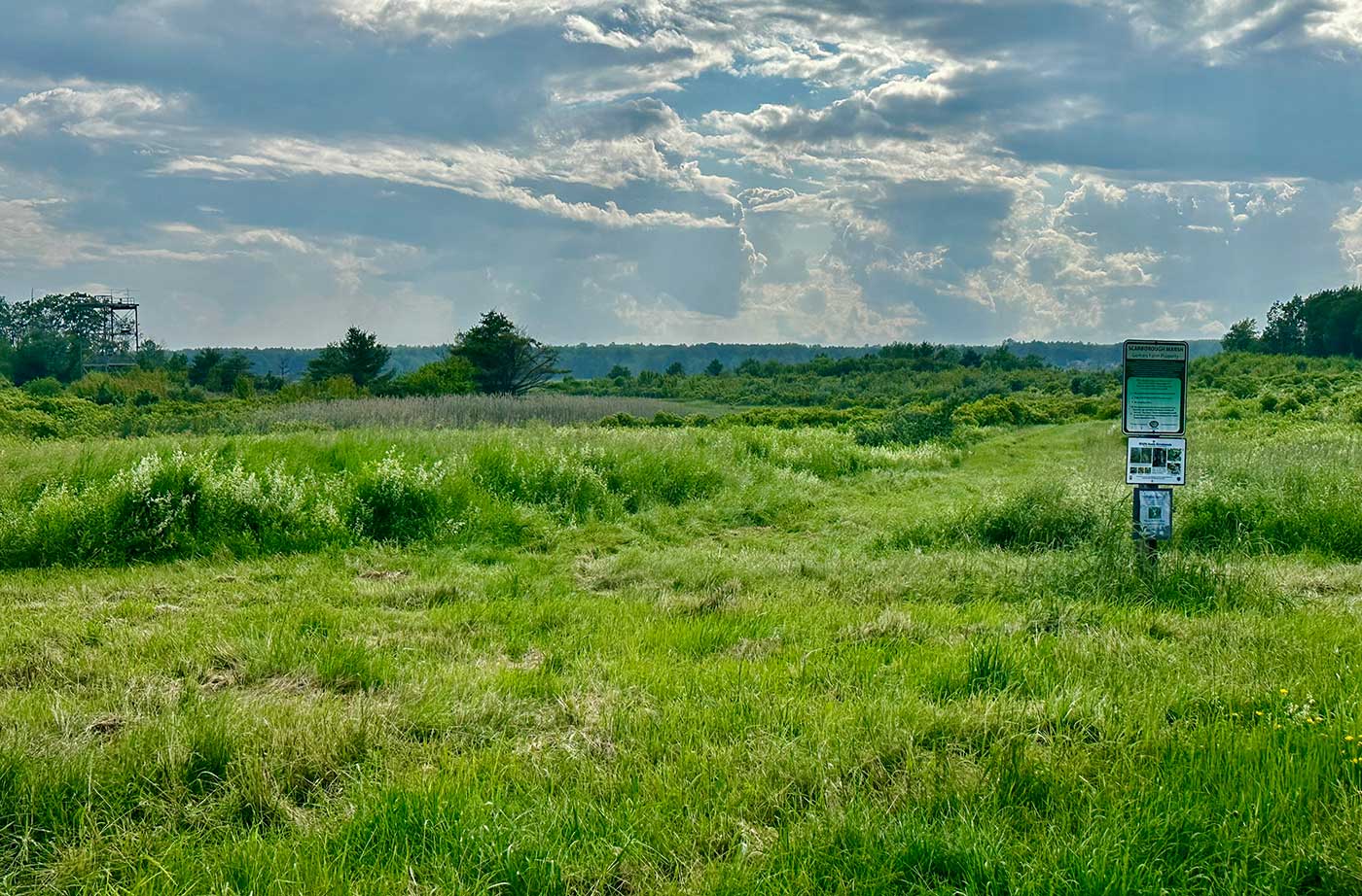 view across marsh