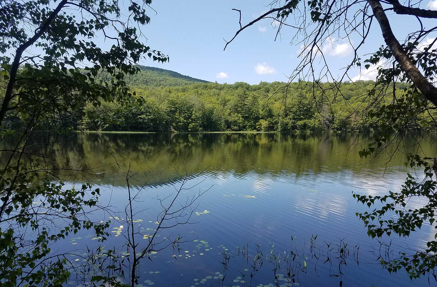 View of South Pond through trees