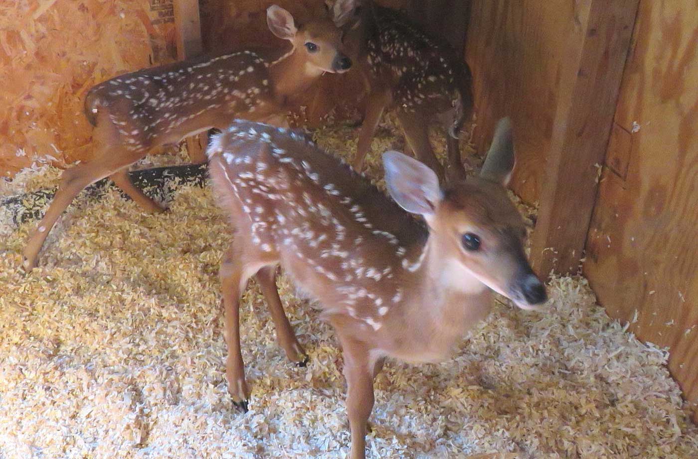 three fawns in barn stall