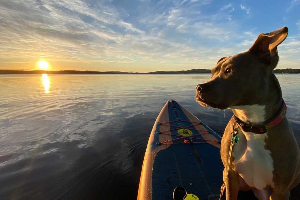 close up of dog sitting on paddleboard at sunset