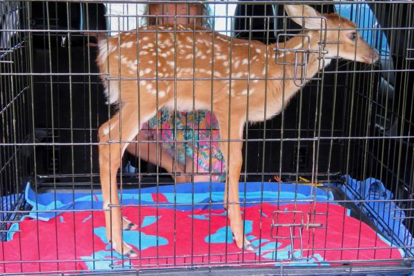 fawn in dog kennel in car