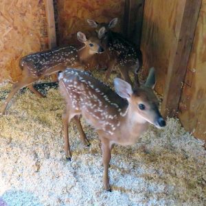 three fawns in barn stall