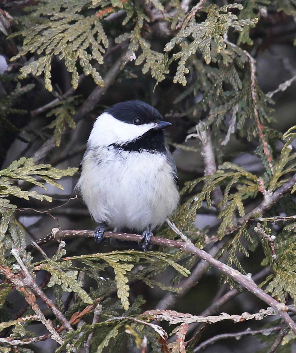 Black-capped Chickadee in tree