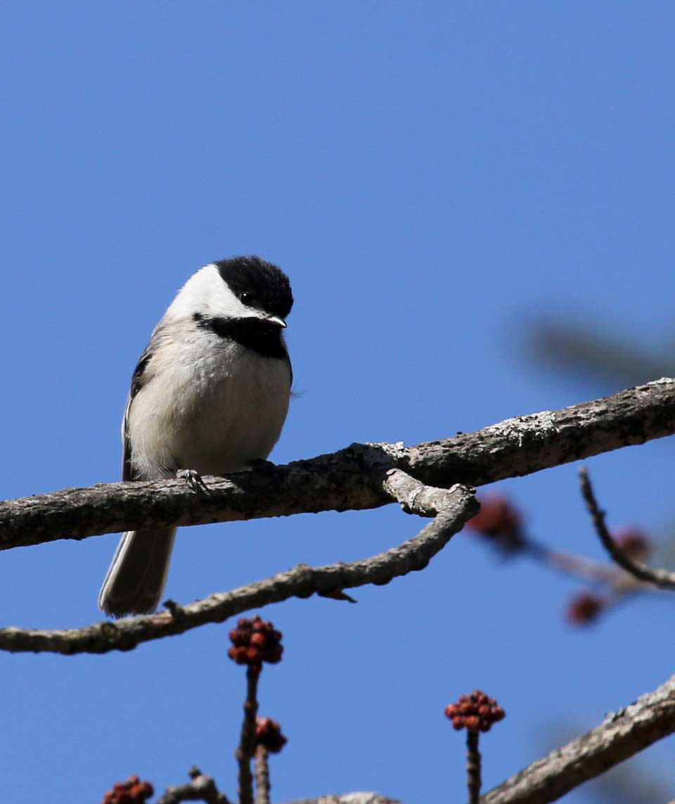 Black-capped Chickadee on branch