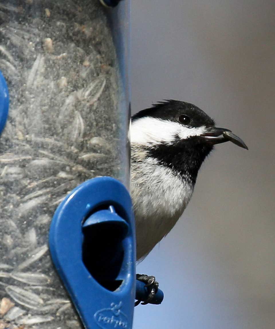 Black-capped Chickadee at birdfeeder with seed in its mouth