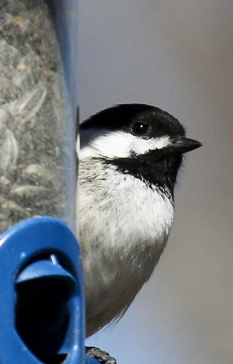 Black-capped Chickadee at birdfeeder