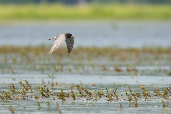 Black Tern with wins spread, flying over marsh