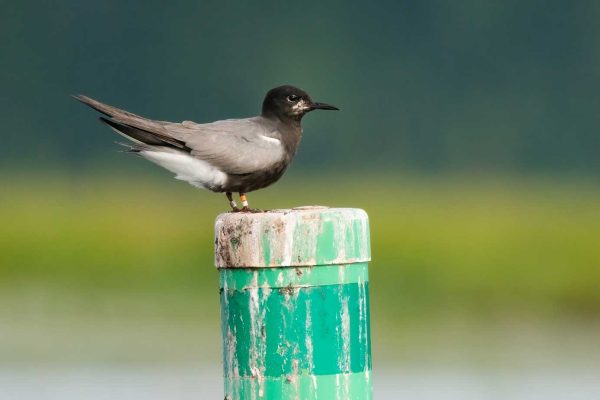 Black Tern perched on green channel marker