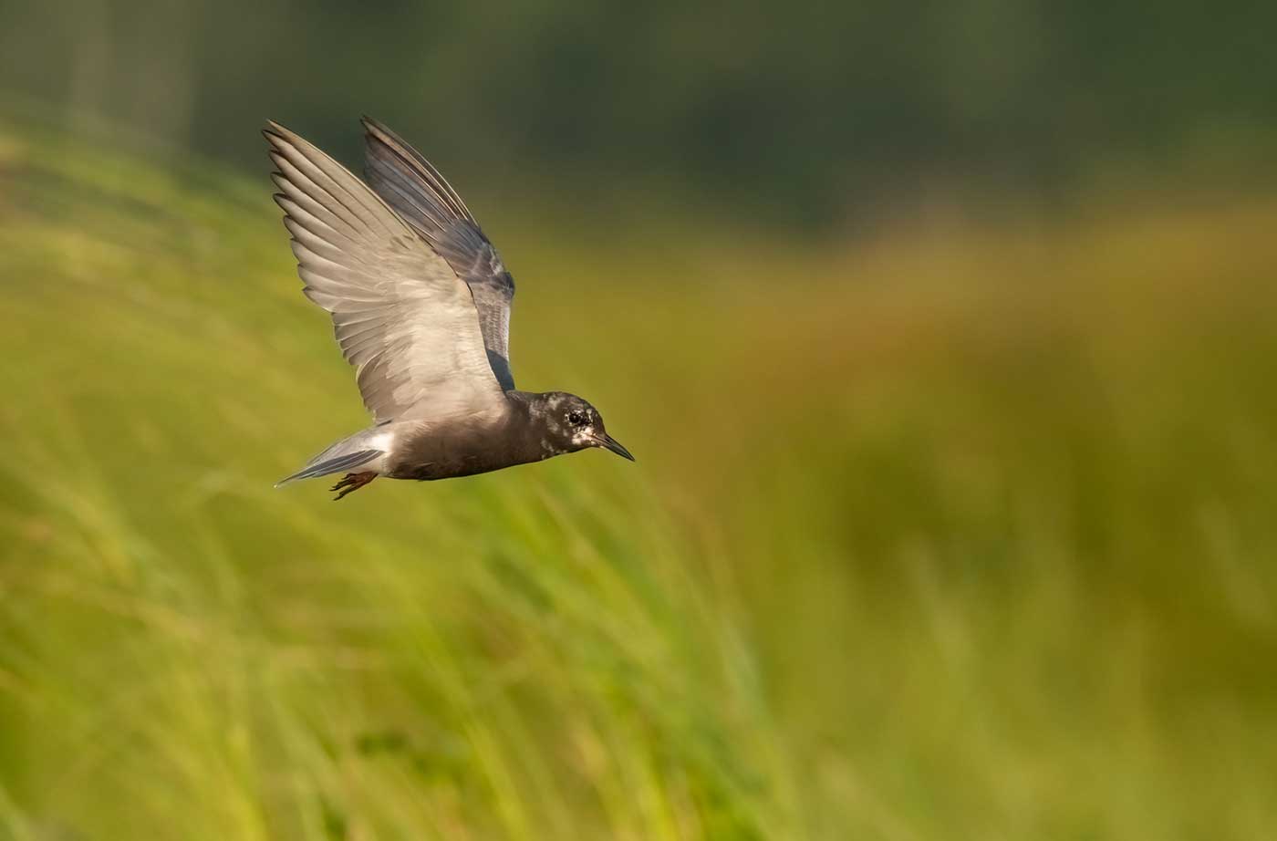 bird flying across field