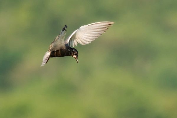 Black Tern flapping its wings in the air