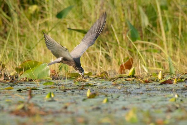 Black Tern in air picking up food from water