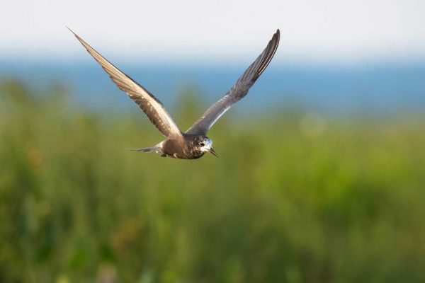 Black Tern flying 
