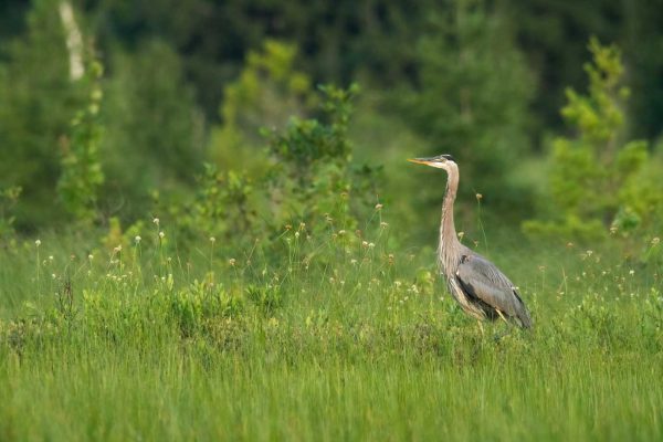 blue heron standing in tall grass