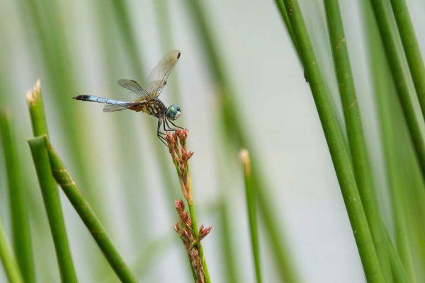 dragonfly on plant