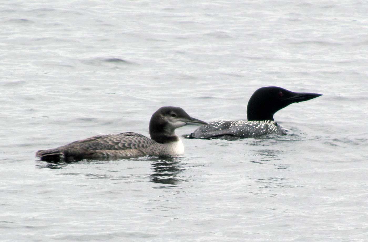 Common Loon adult and young swimming in lake
