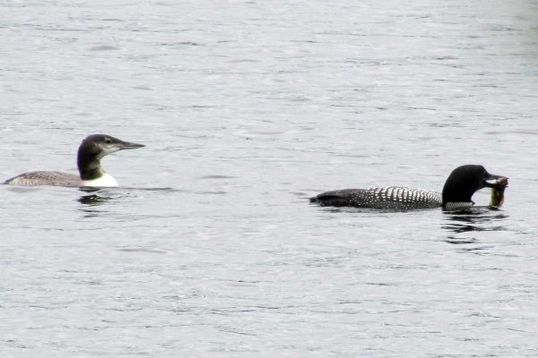 adult loon with fish and young loon swimming behind