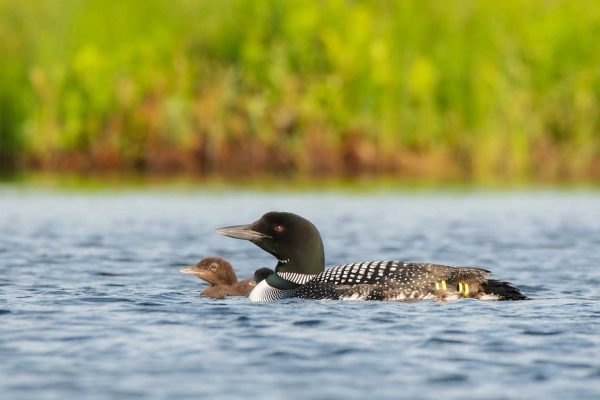 Common Loon and baby swimming