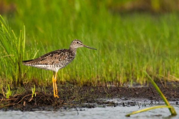 Greater Yellowlegs standing in water