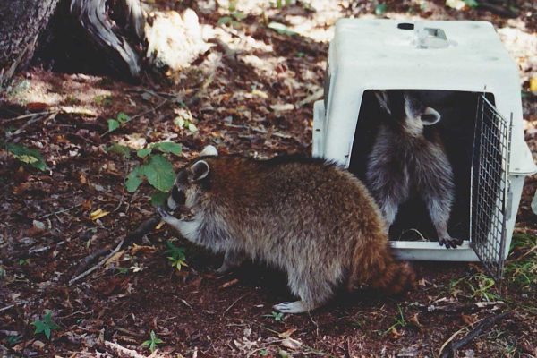 raccoons in and around dog carrier being released in woods