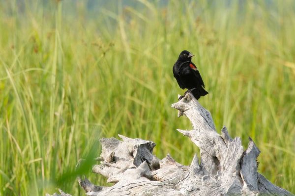 Red-winged Blackbird on piece of wood